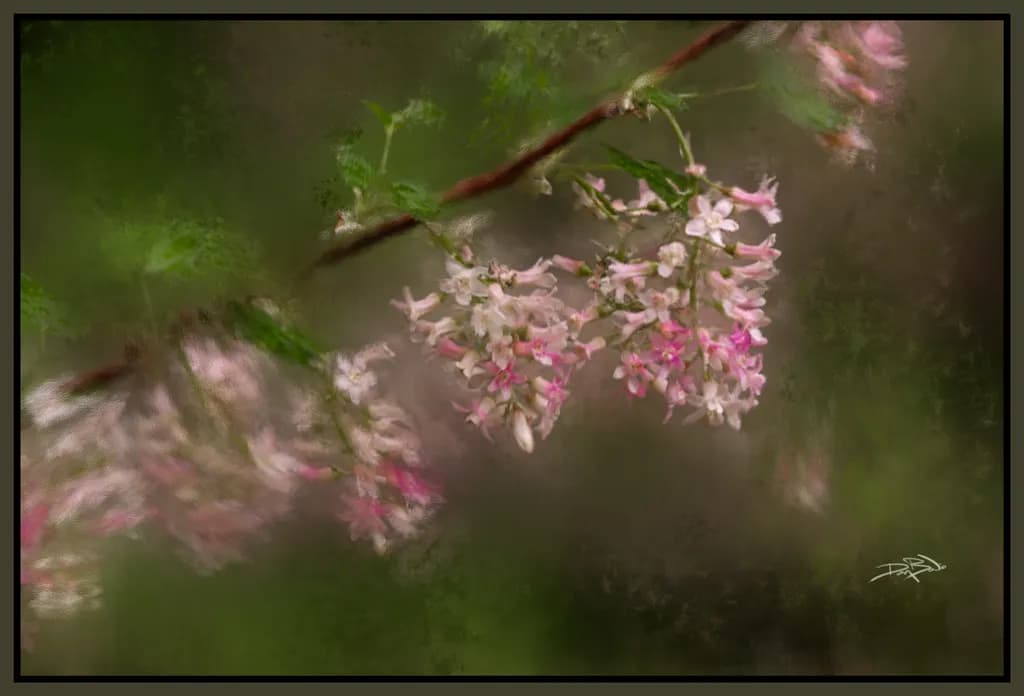 Redflower Currant Blossoms
