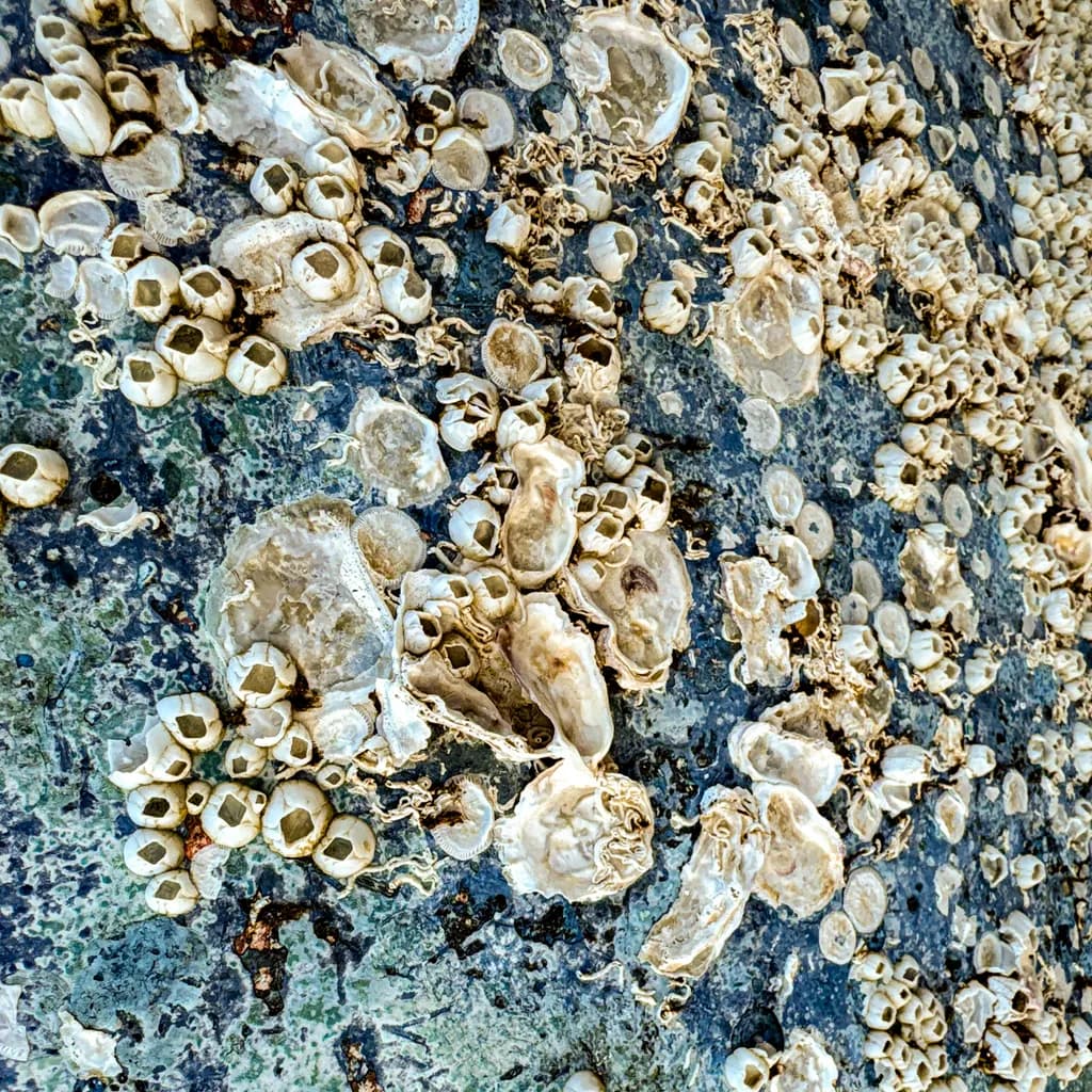 Keewaydin Island Detail
