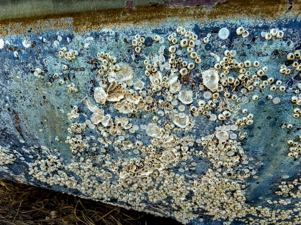Keewaydin Island Barnacles