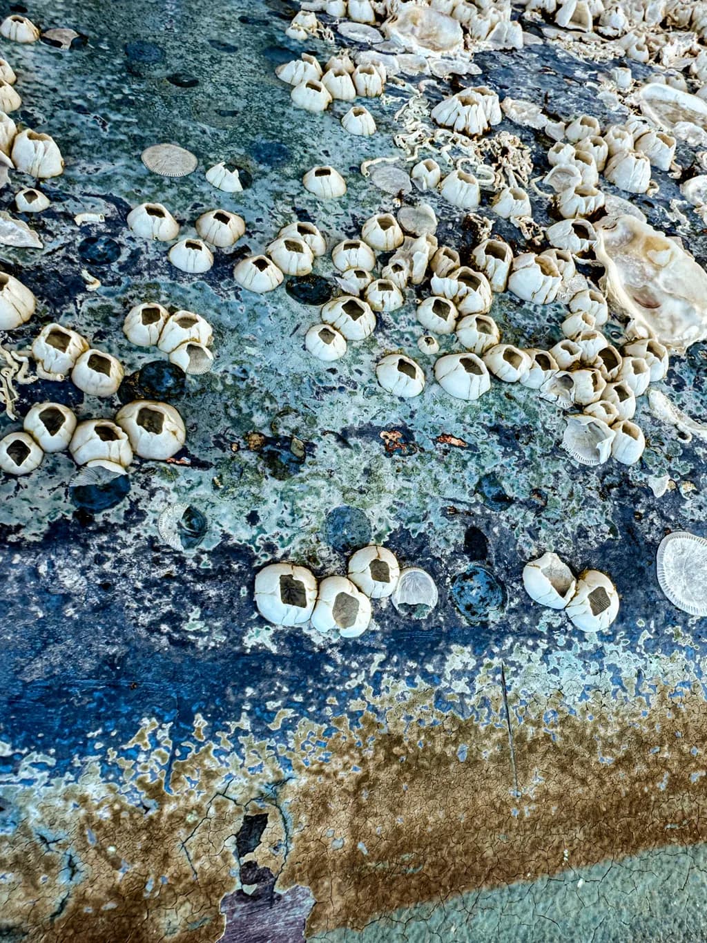 Keewaydin Island Barnacles