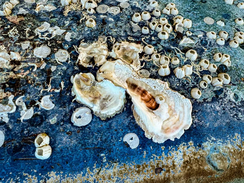 Keewaydin Island Shore Detail