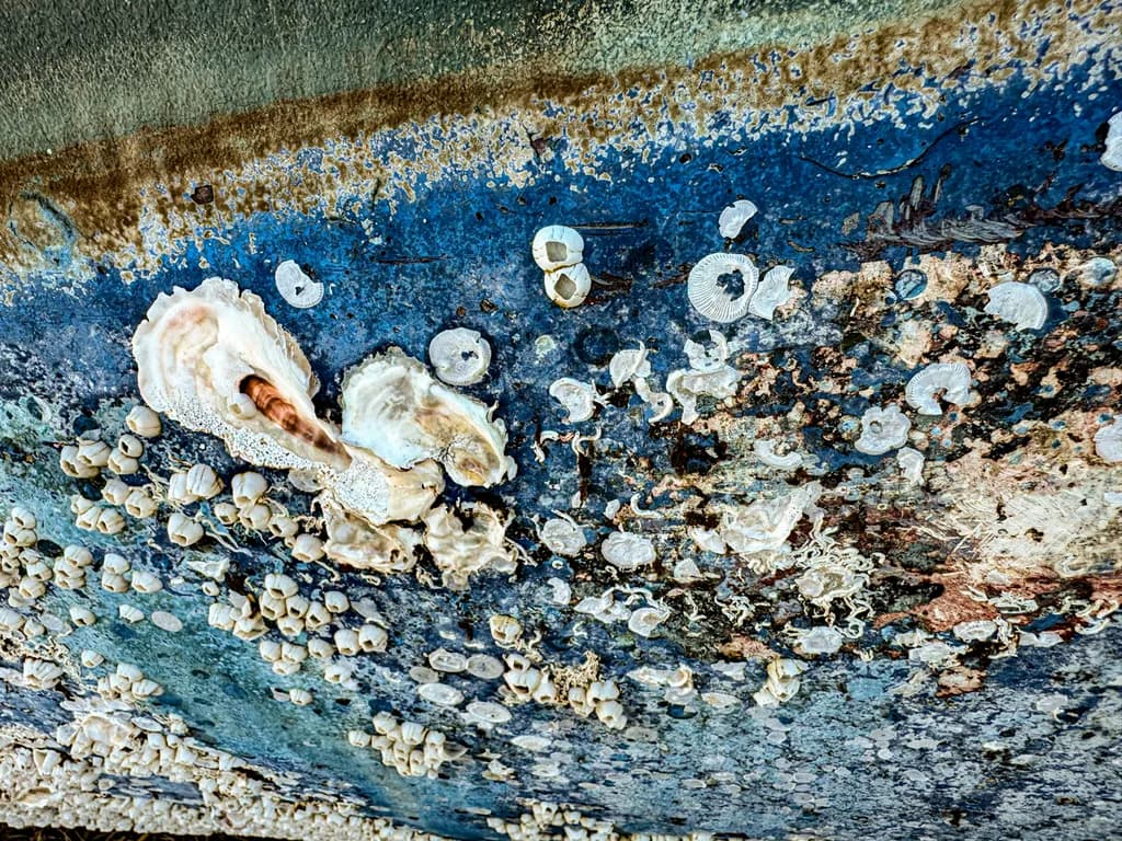 Keewaydin Island Seashore Texture