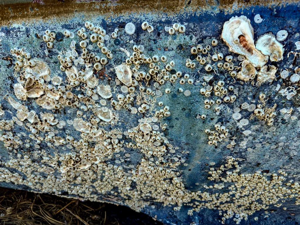 Keewaydin Island Texture