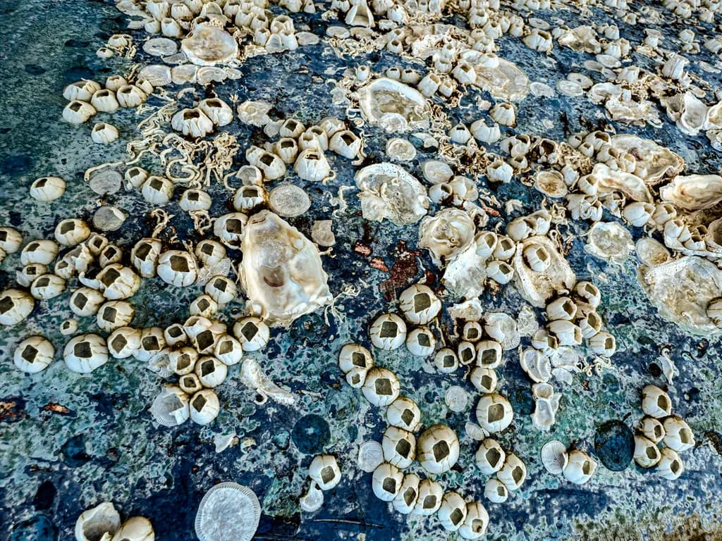 Keewaydin Island Texture