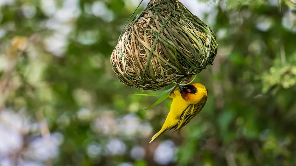 Weaver Nestmaking
