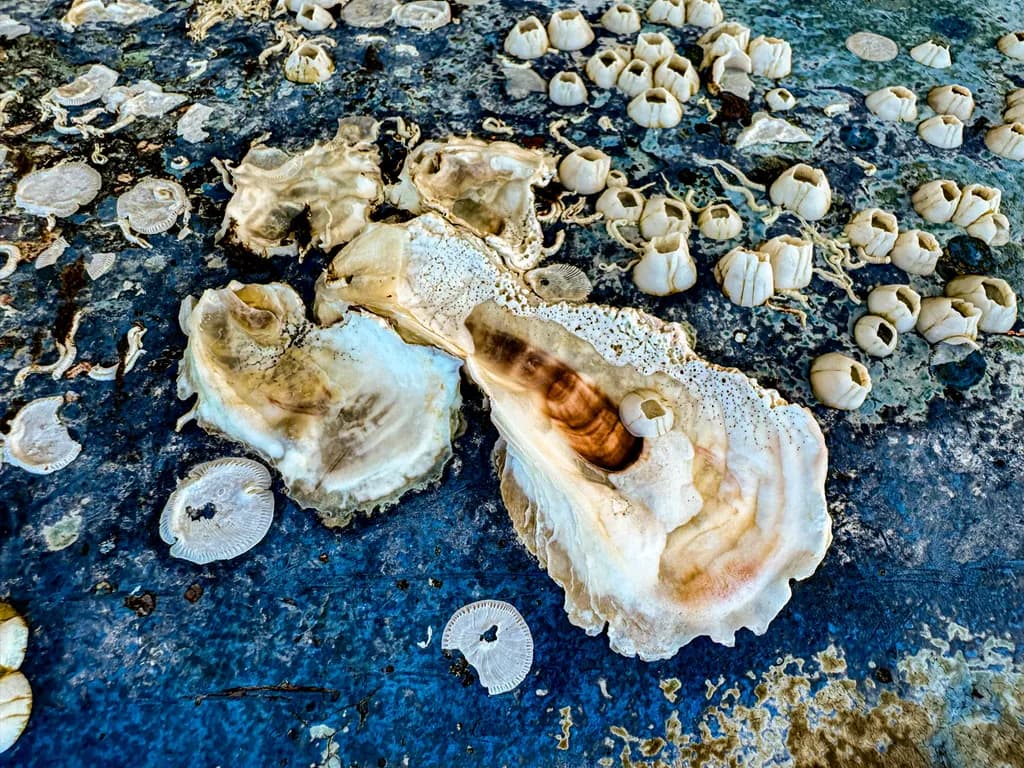 Tidepool Treasures
