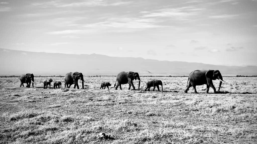 Elephant Journey