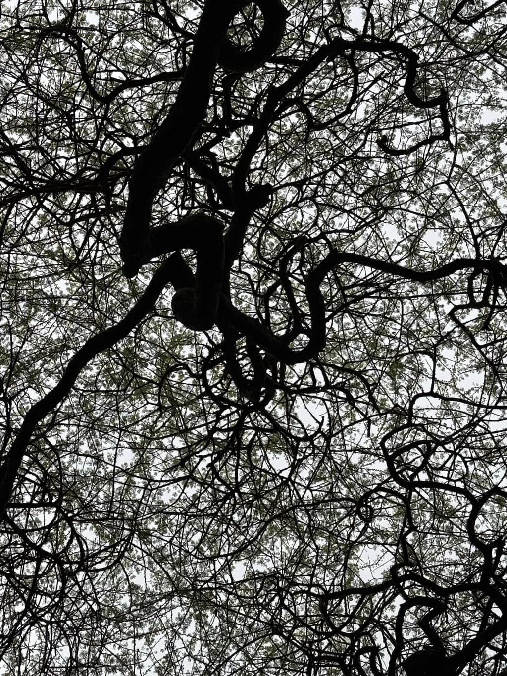 Tangled Silhouettes