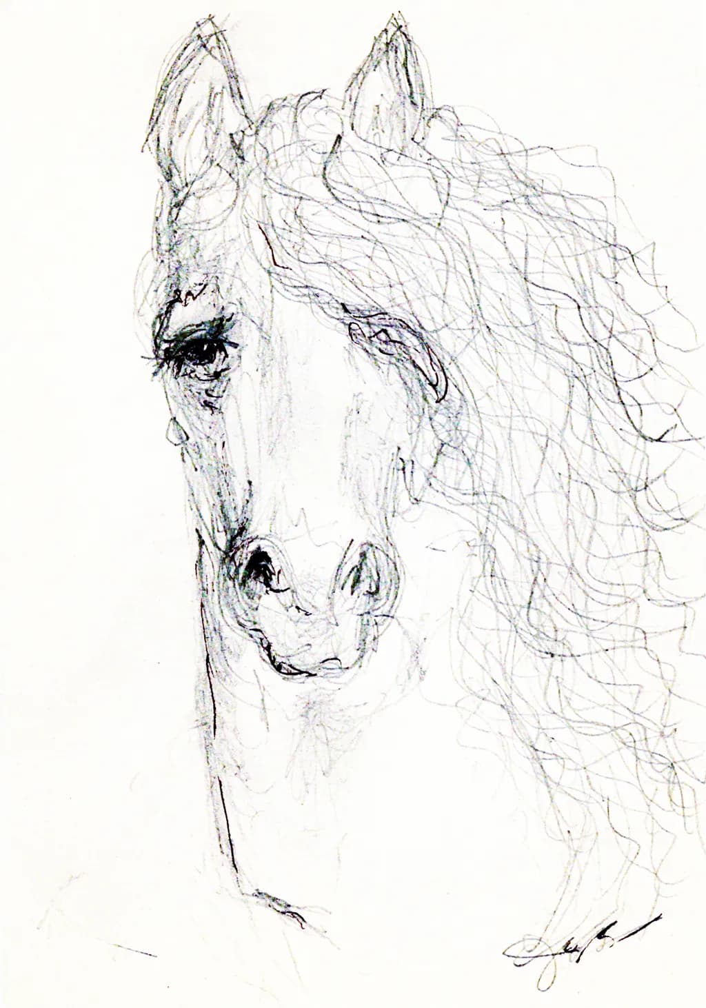 SKETCH HORSE WHITE