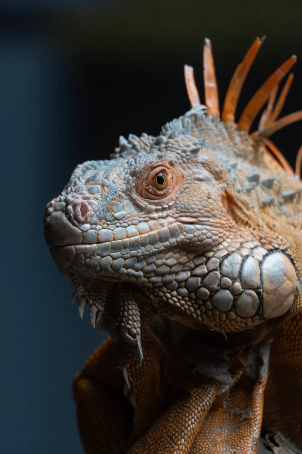 Dragon Profile
