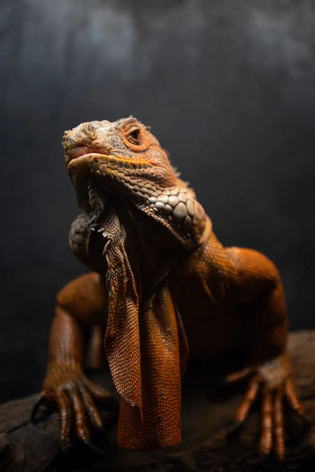 Dragon Gaze