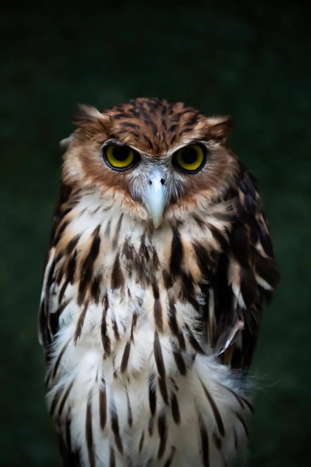 Owl Gaze