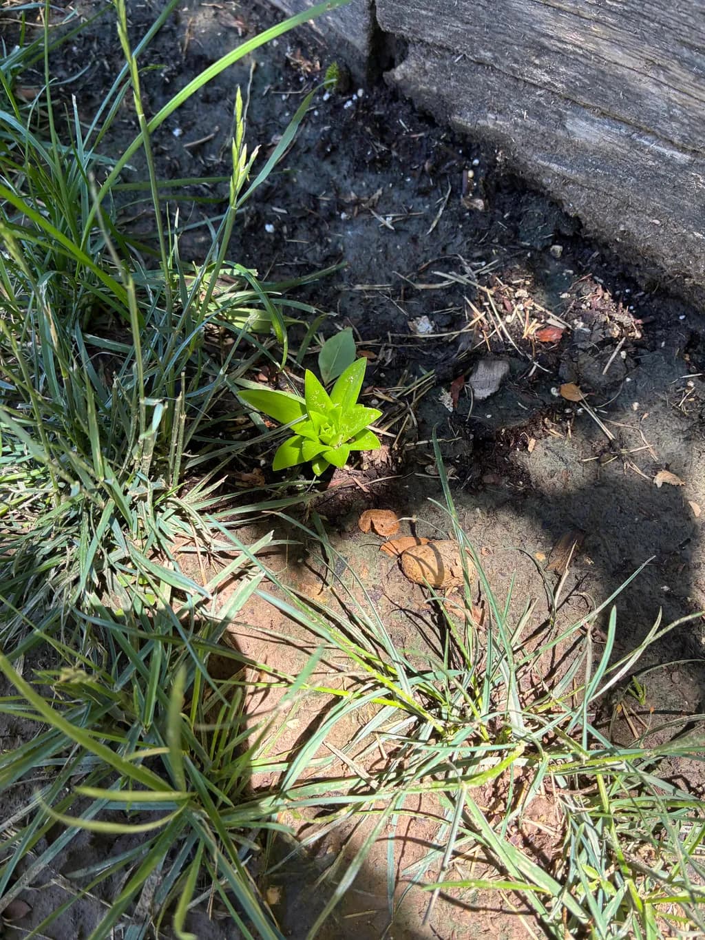 Young Plant Among Grass
