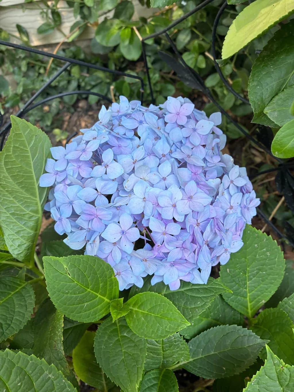 Blue Hydrangea Cluster
