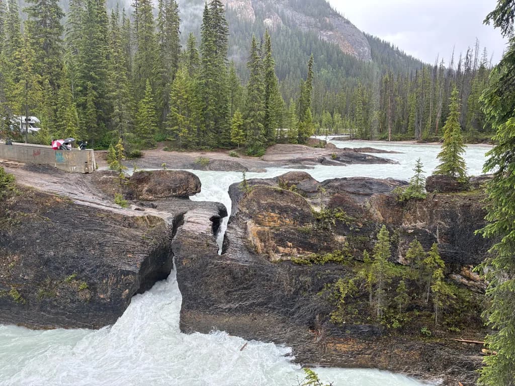 River Gorge Pines