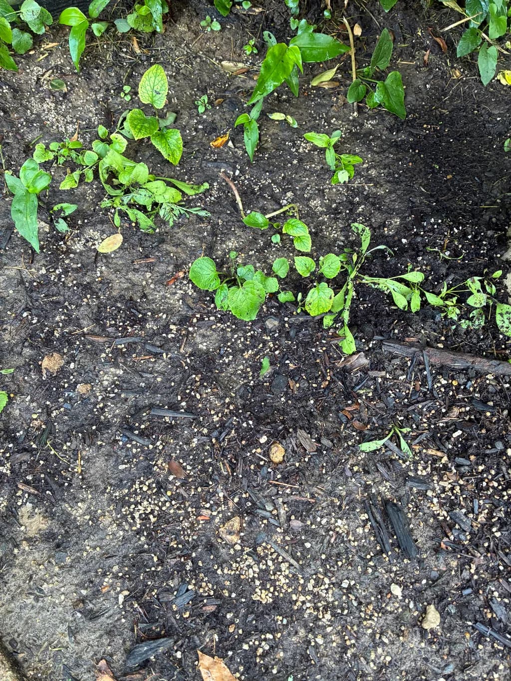 Garden Soil Growth