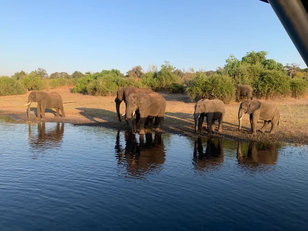 Majestic Elephants at Dawn: A Serene Reflection by the Water's Edge