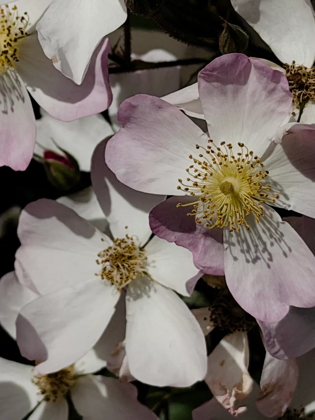 Wild Rose Bloom