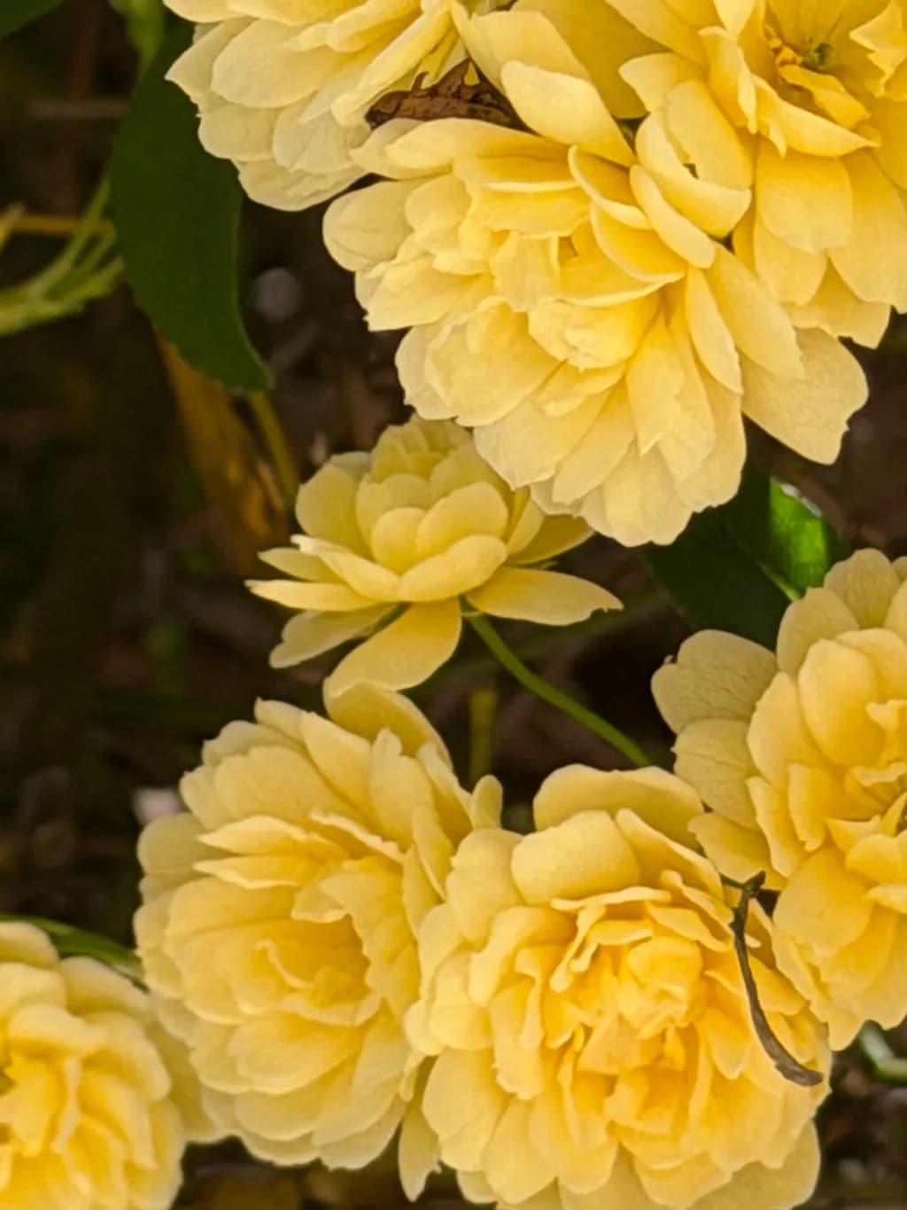 Yellow Rose Cluster