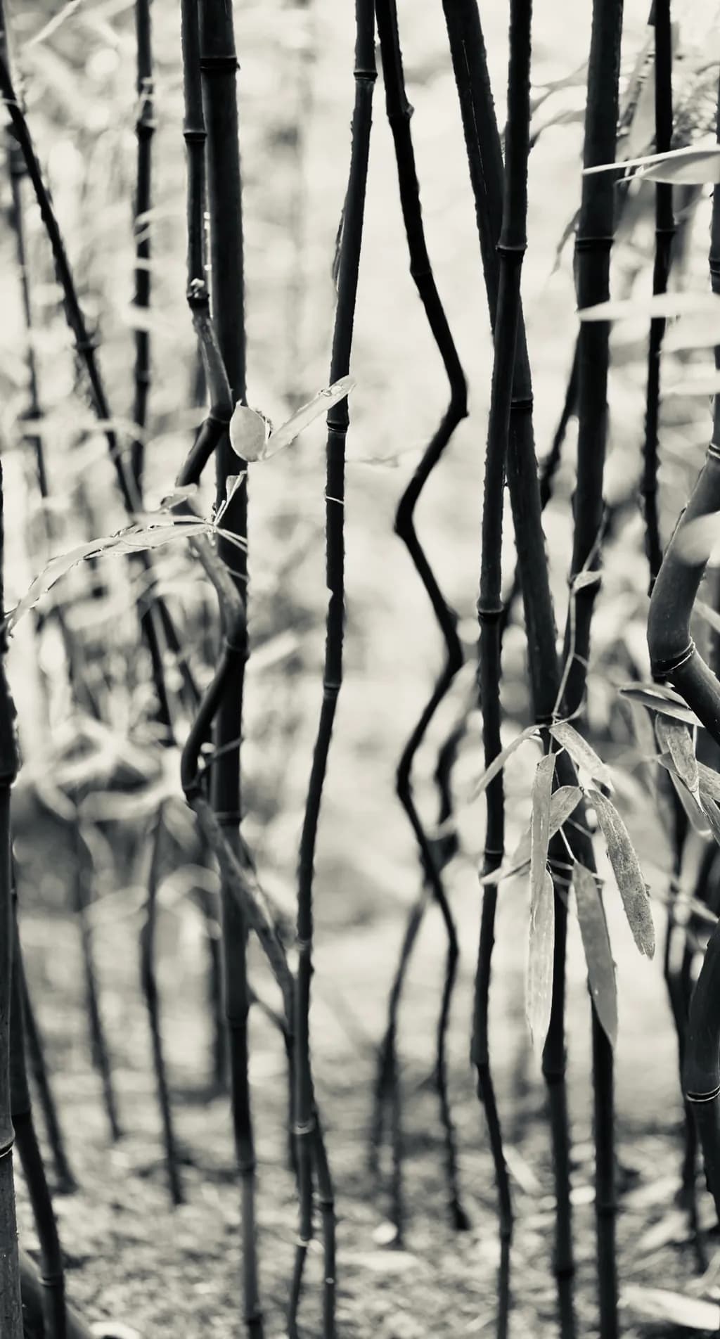 Bamboo Stalks