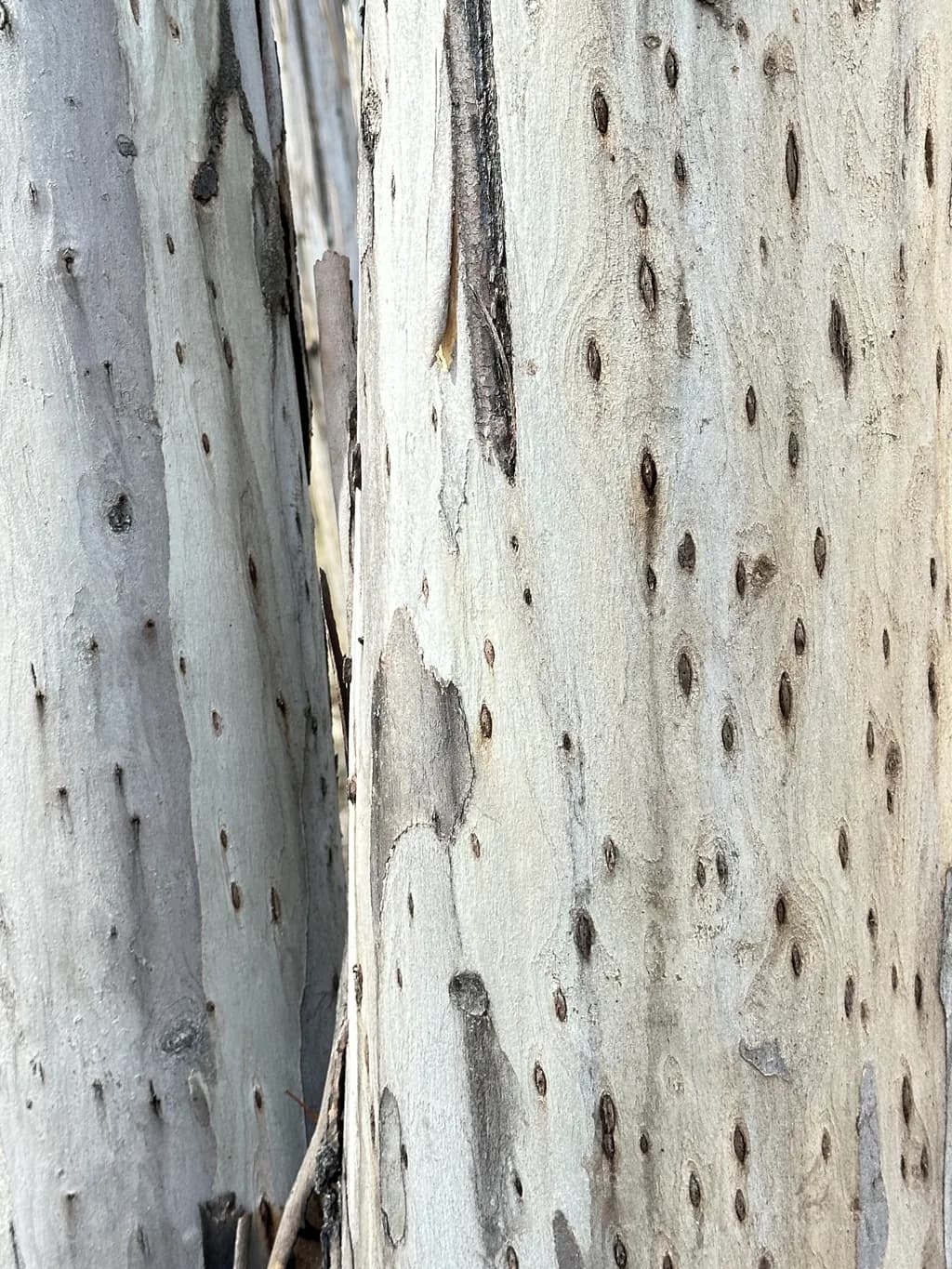 Eucalyptus Bark Patterns