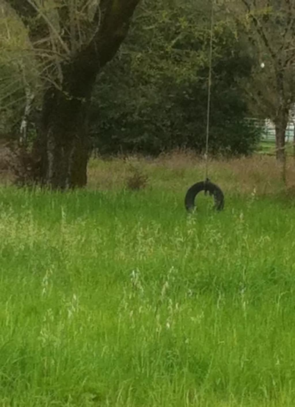 Tire Swing Meadow