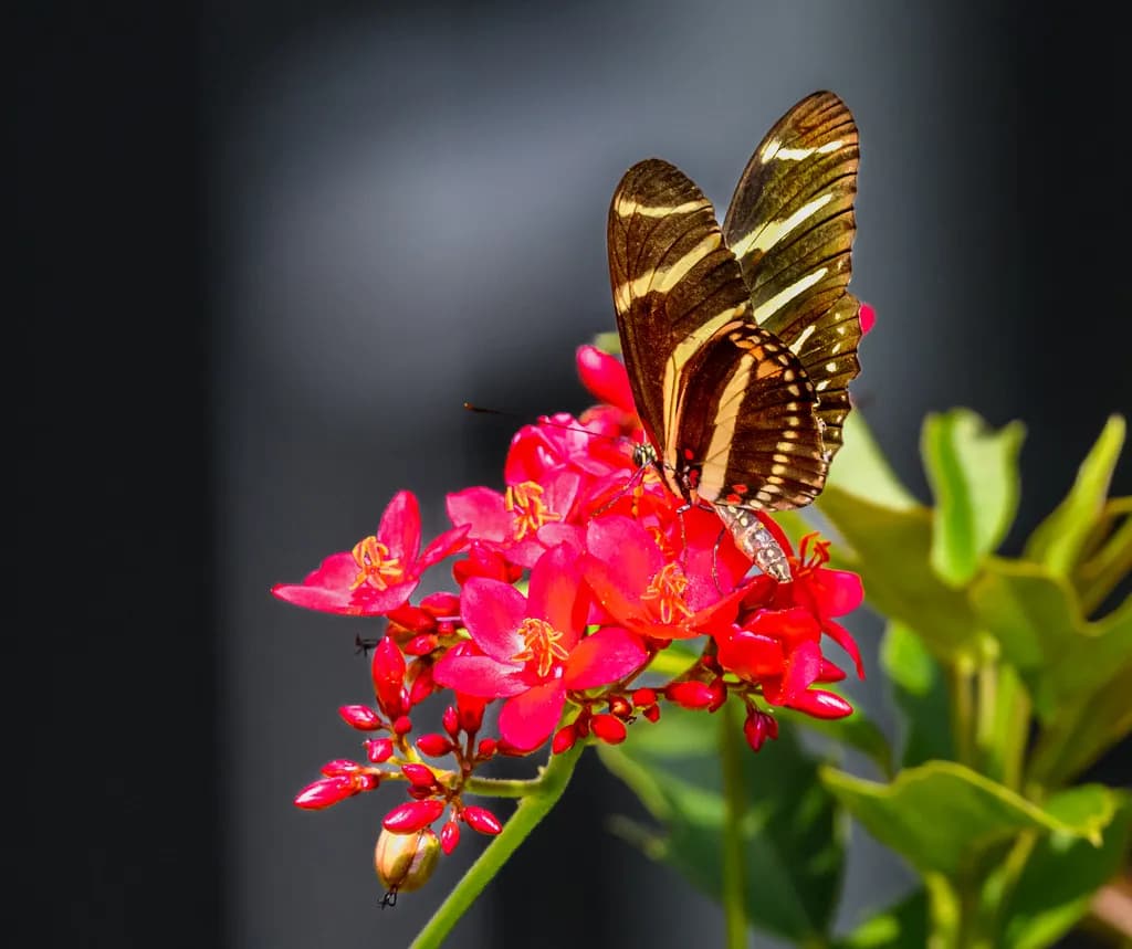 Butterfly on Crimson Bloom