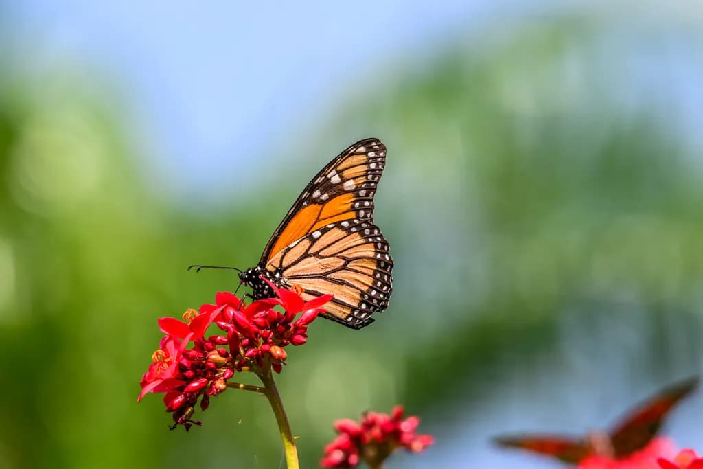 Monarch Reflection