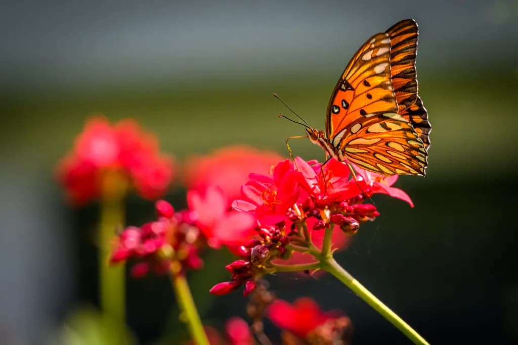 Gulf Fritillary Grace