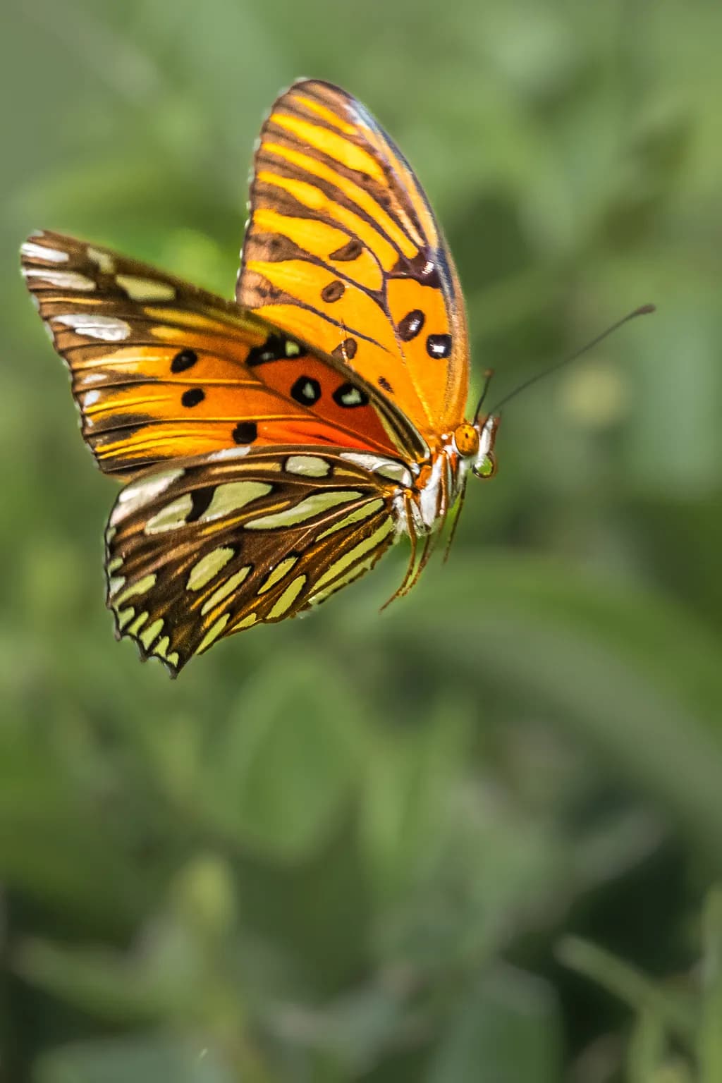 "Harmonic Flight"