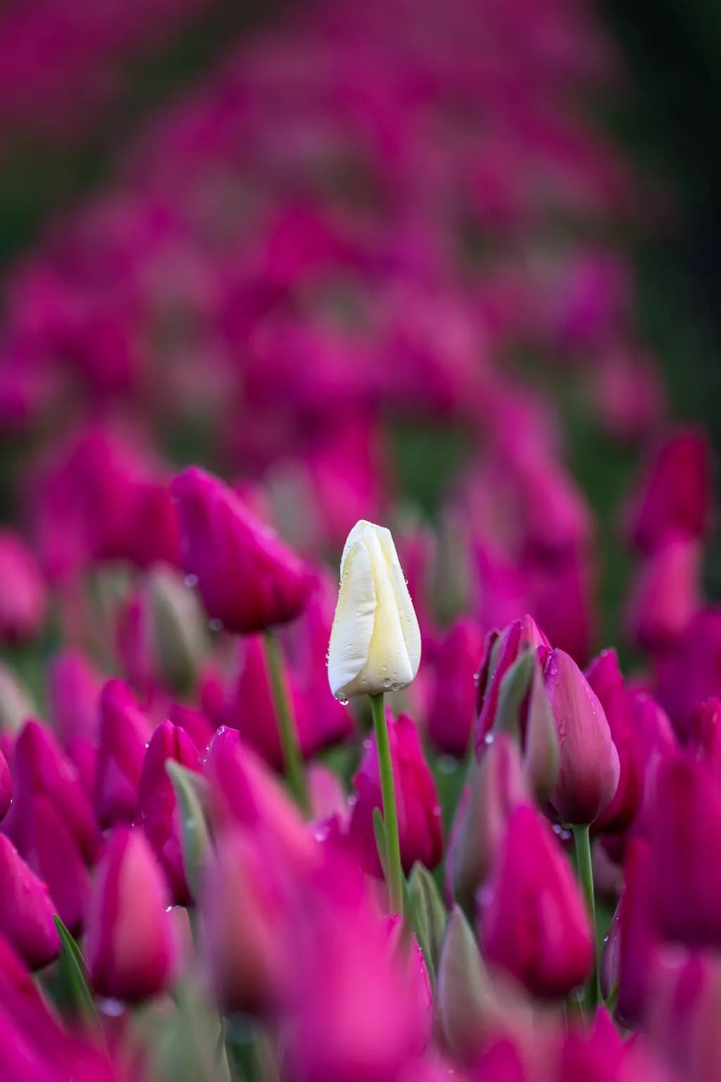"Singularity Among Tulips"