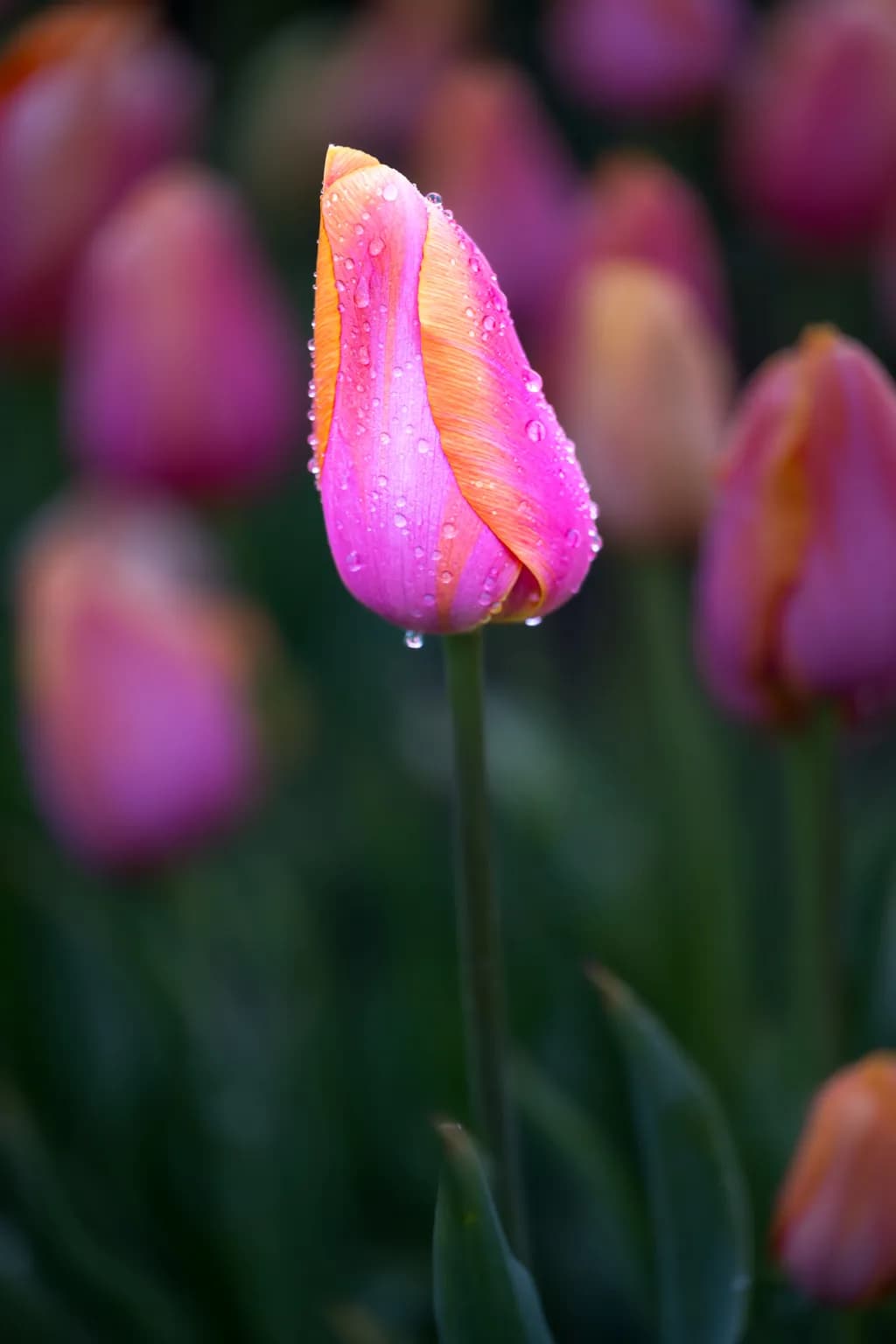 "Dewed Tulip"