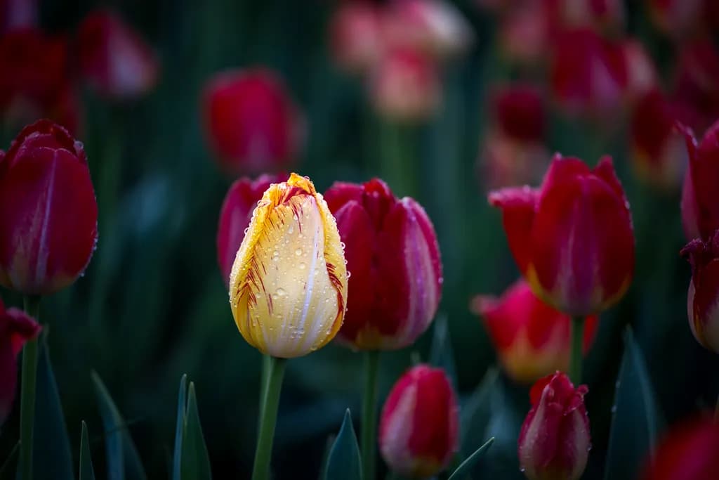"Solitary Bloom"