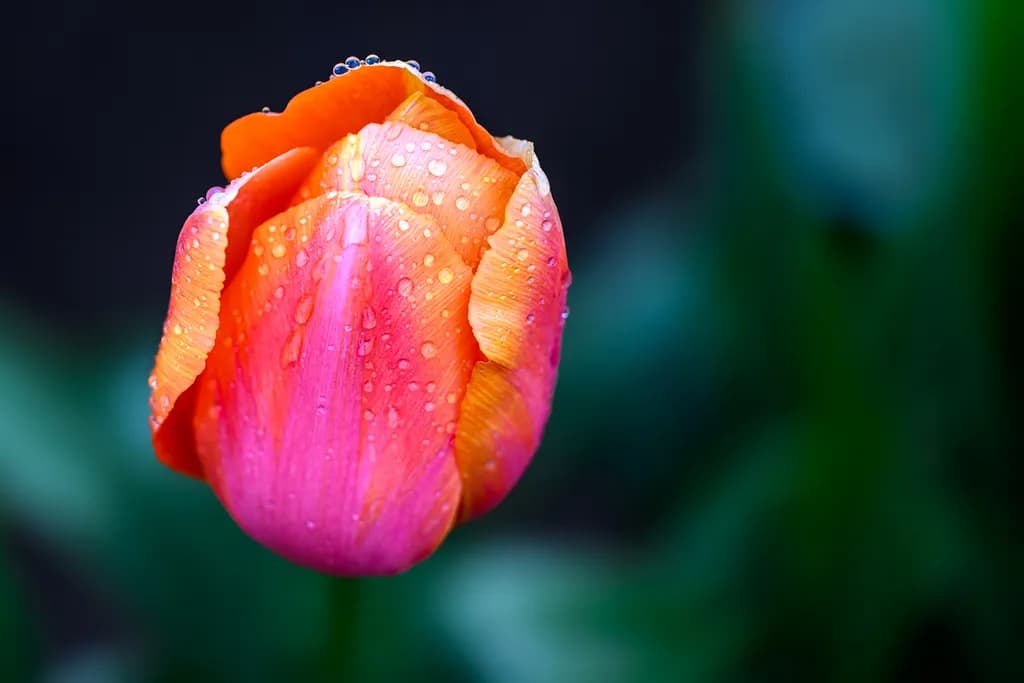 "Dew-Kissed Tulip"