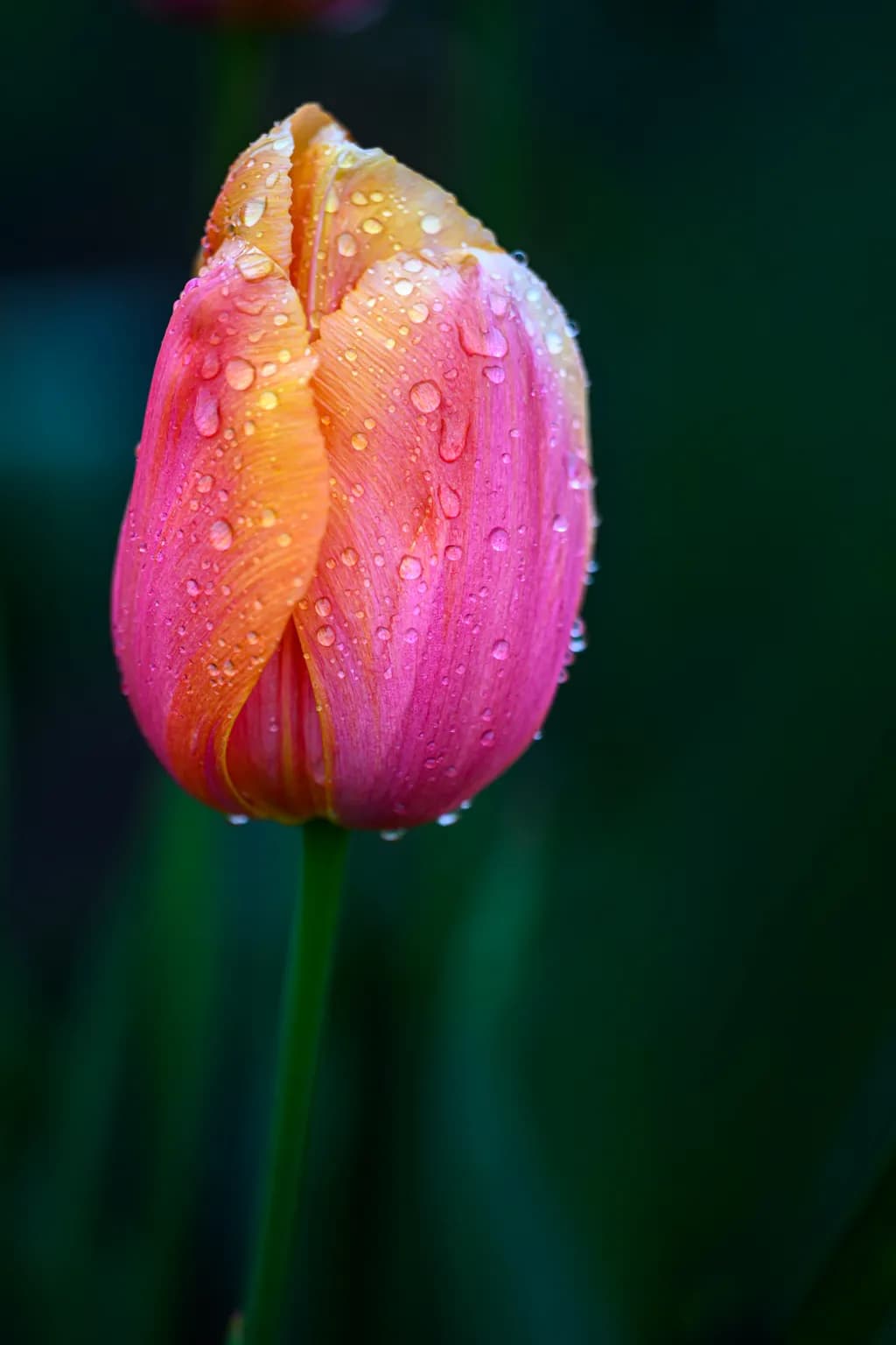 "Dew-Kissed Tulip"