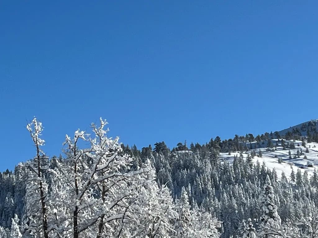 Winter's Embrace: A Serene Landscape of Snow-Covered Trees Under a Clear Blue Sky