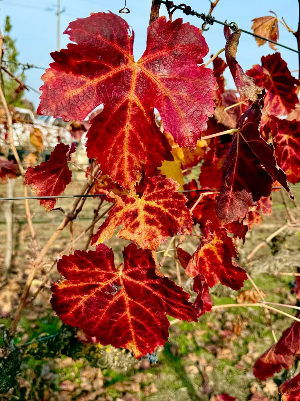 Crimson Whispers: The Dance of Autumn Leaves in Golden Light