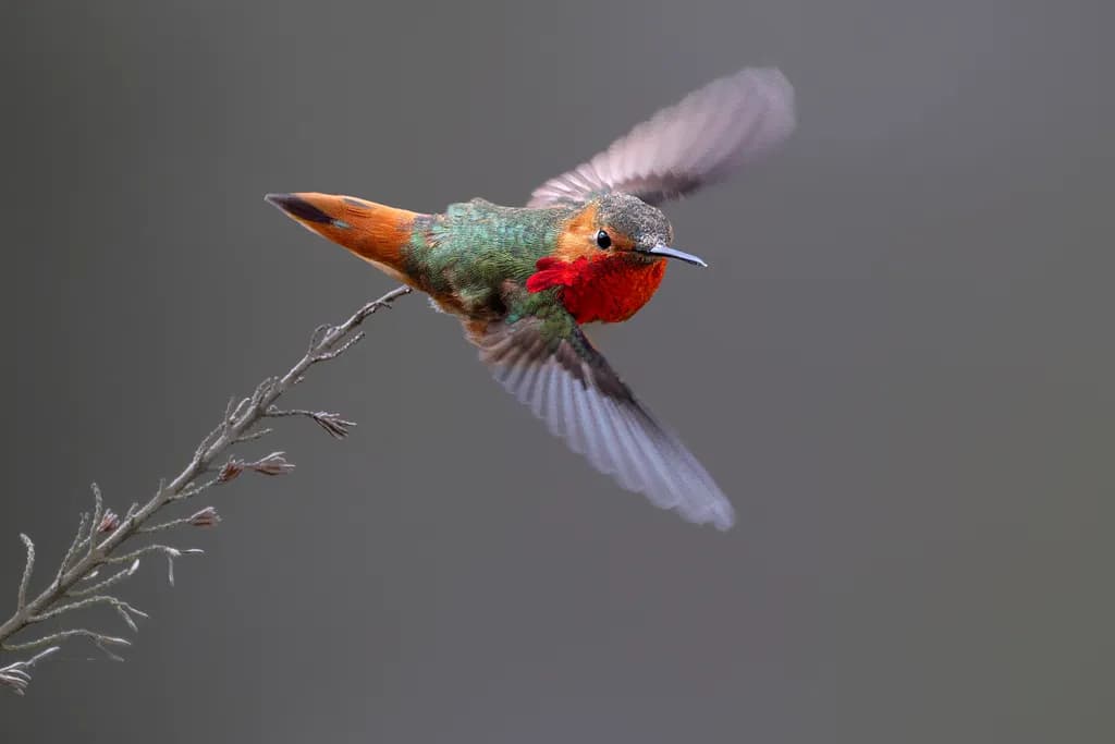 Allen's Flight