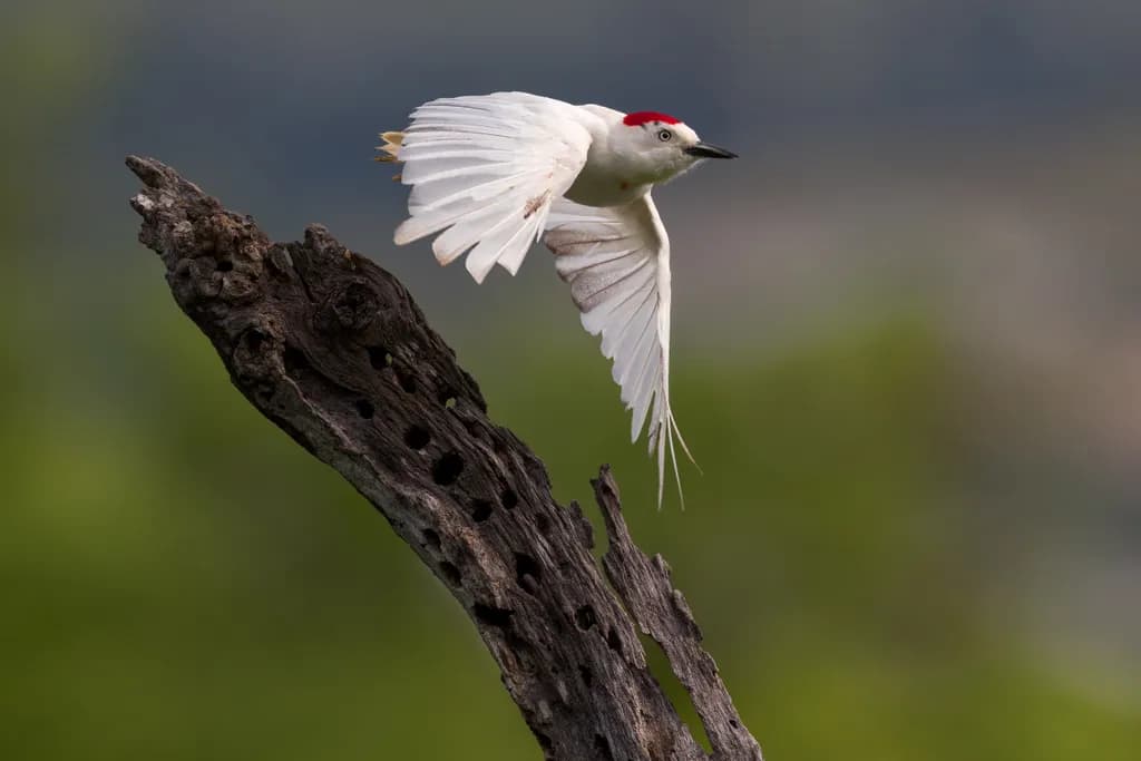 Leucistic Flight