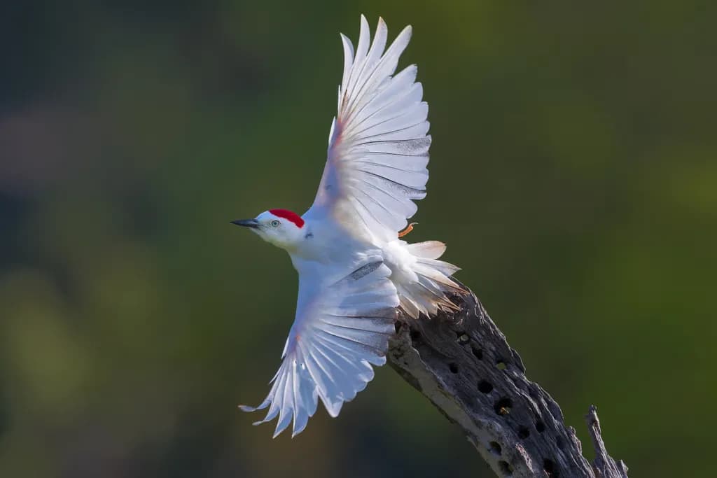 Leucistic Flight