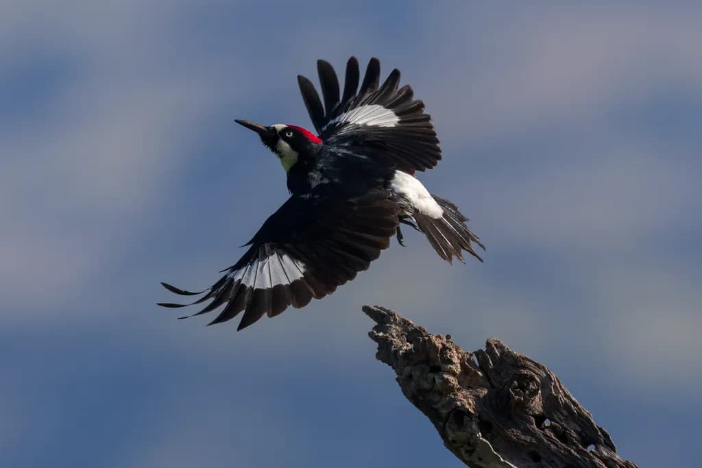Acorn Woodpecker Ascending