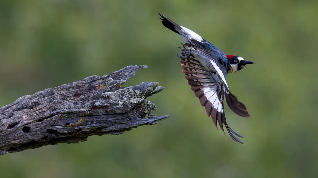 Granary Flight