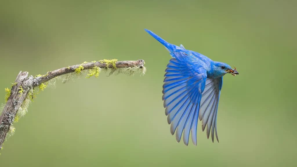 Mountain Bluebird Flight