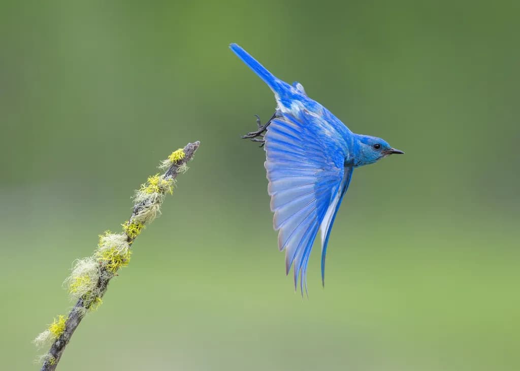 Mountain Bluebird Dive