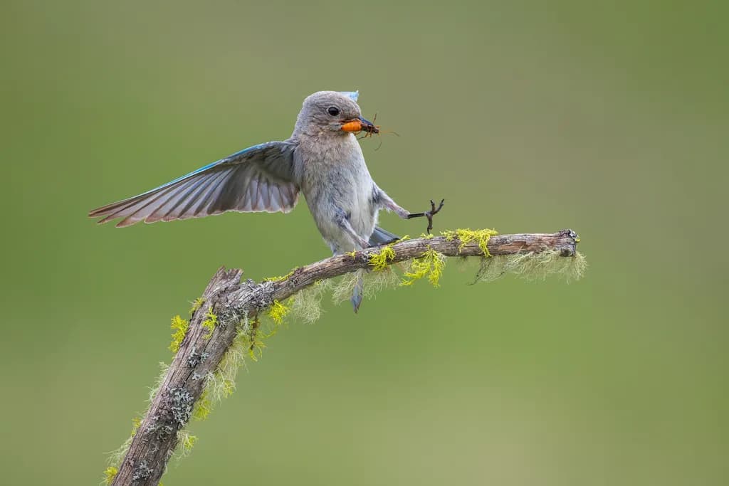 Bluebird's Grace