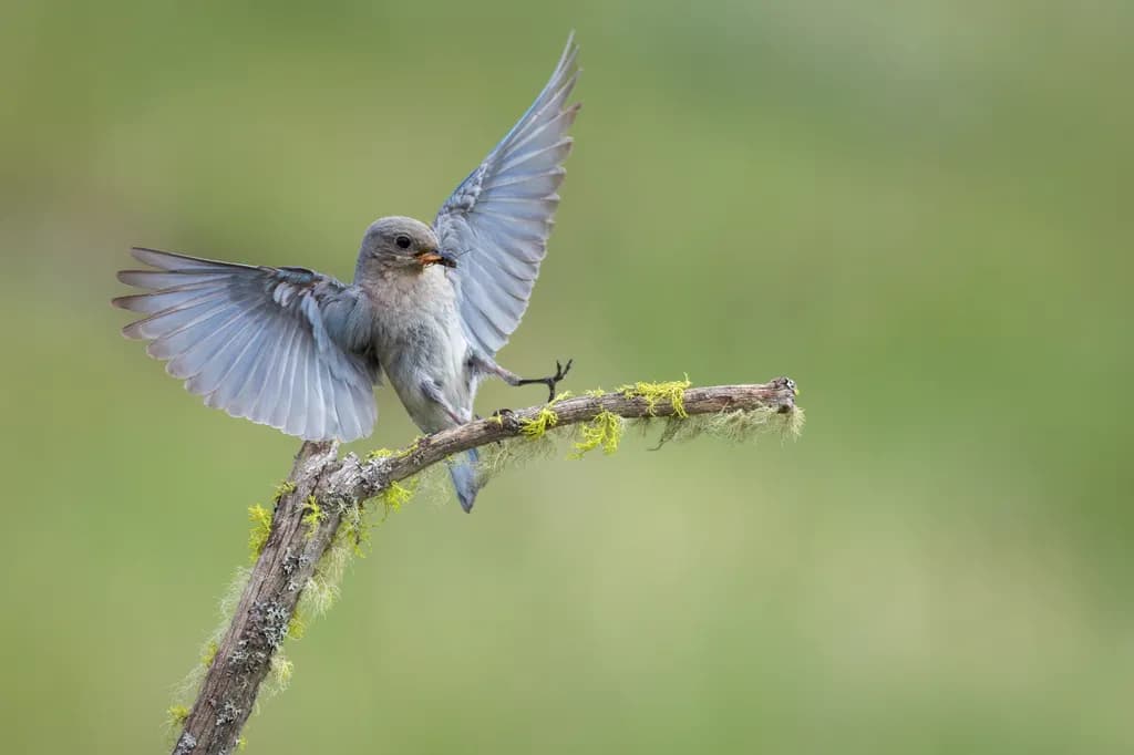 Mountain Bluebird Landing