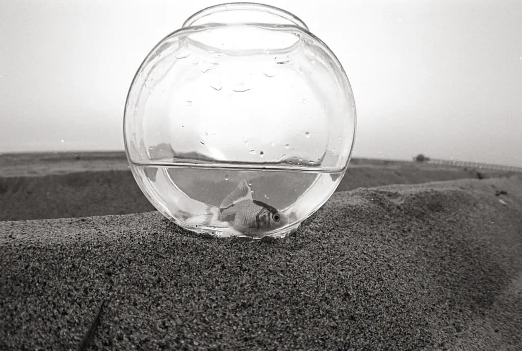 Bowlbound