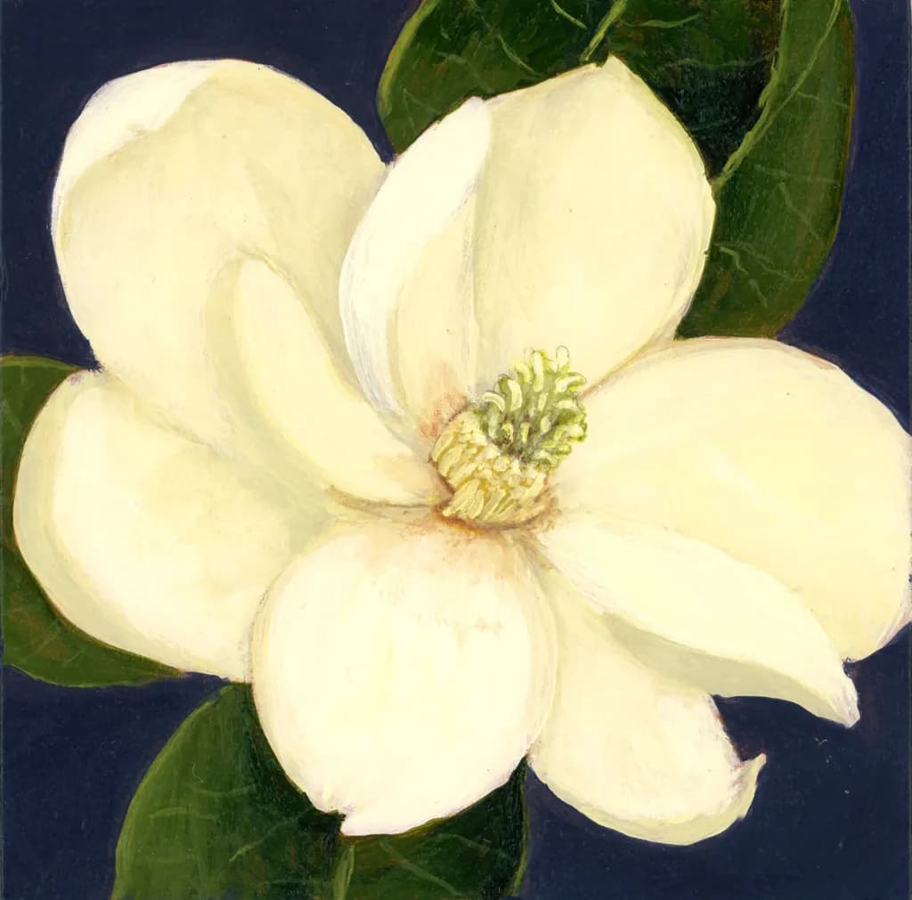 Magnolia blossom 1