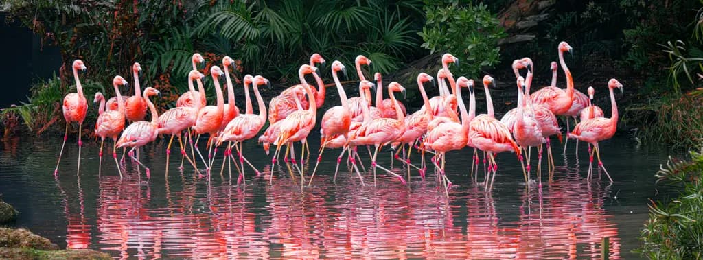 Dance of Flamboyance