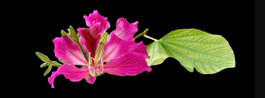 Bauhinia